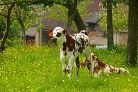 Veau et vache dans le pr